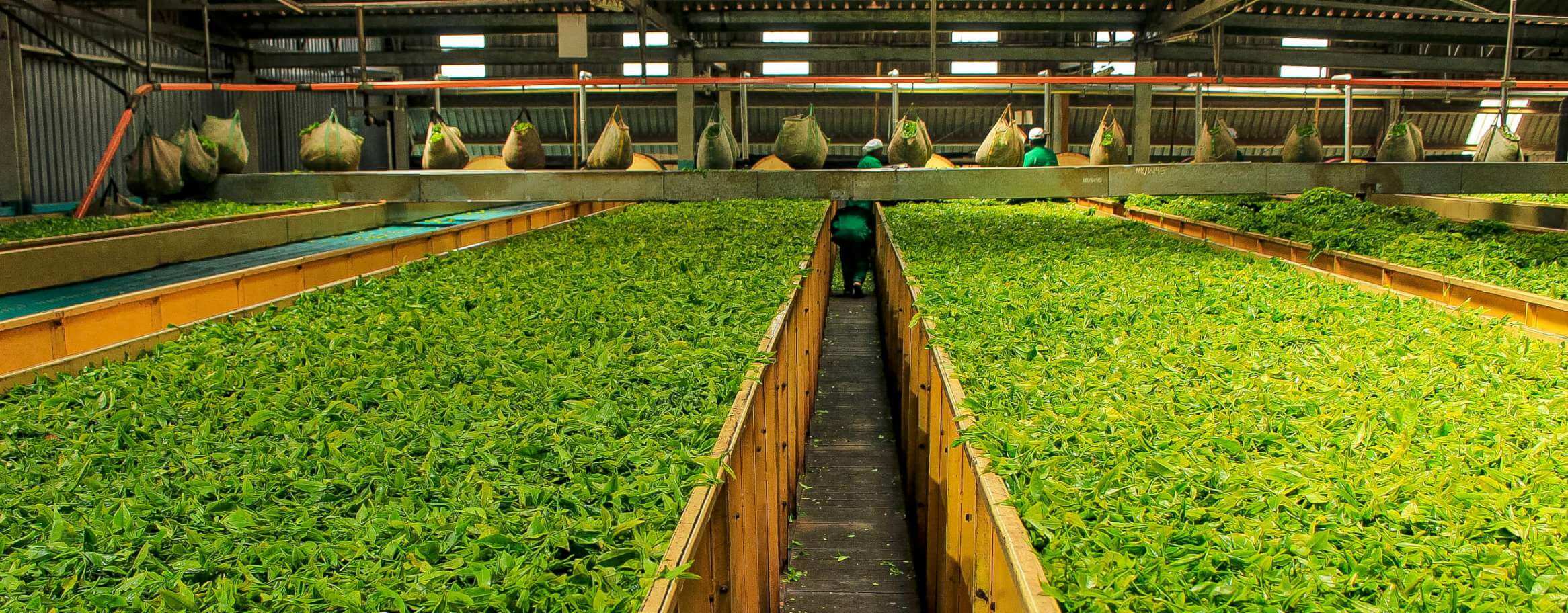 Makomboki Tea Factory Company Limited