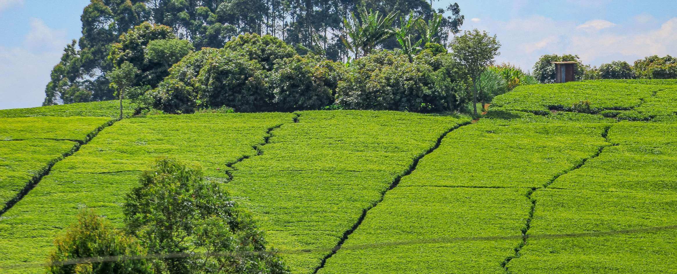 Makomboki Tea Factory Company Limited