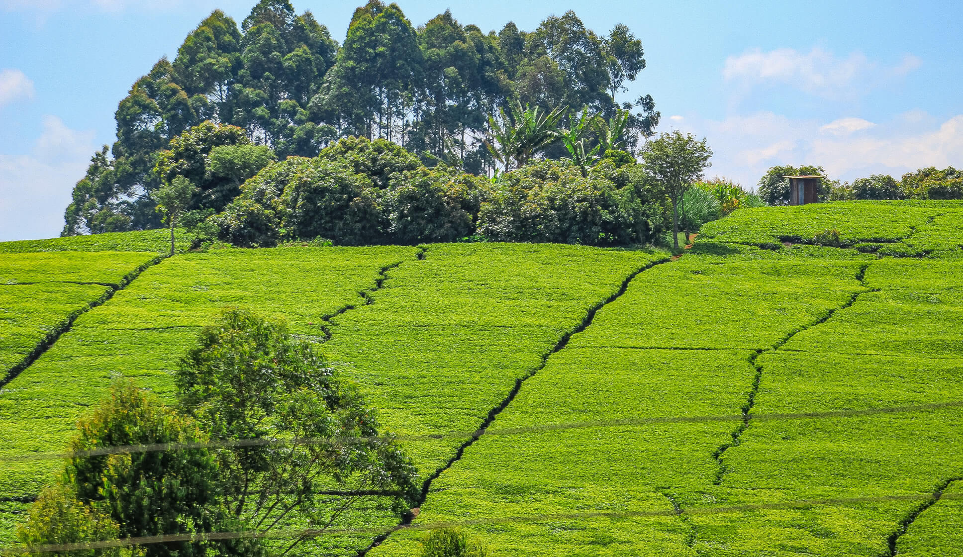 Makomboki Tea Factory Company Limited.